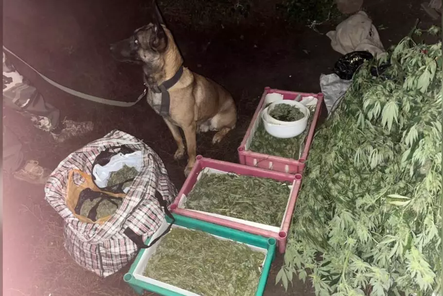 В Уральске полицейские нашли тайник с 12 килограммами наркотиков