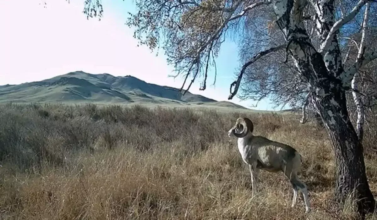 Бұзылған анустың фотосуреттерін қараңыз