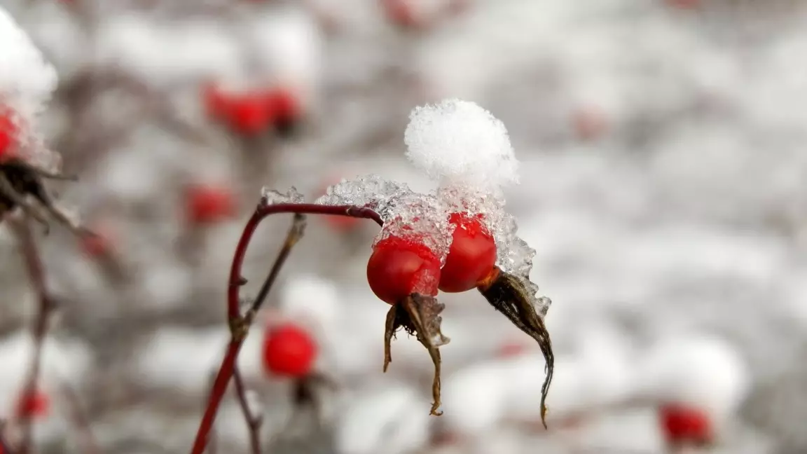 Күздің соңғы айы аязбен басталады — Қазгидромет болжамы