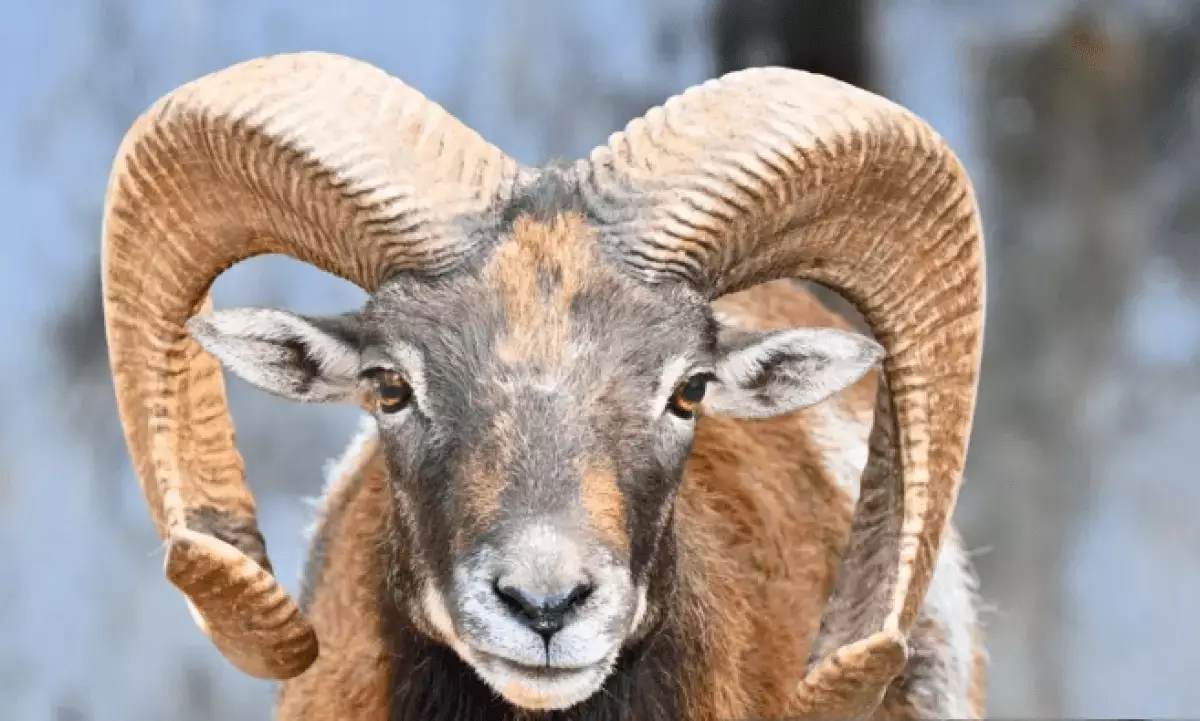 Краснокнижное животное попало в фотоловушку в Карагандинской области (ВИДЕО)