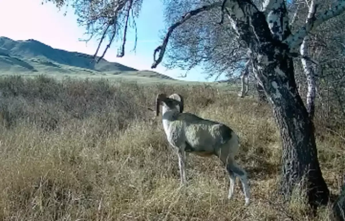 Редкий архар попал в объектив фотоловушки в степях Казахстана (ВИДЕО)