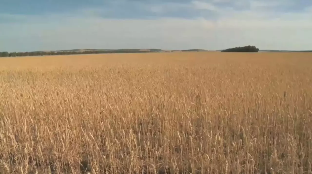 Ақмола облысында егін орағы аяқталды