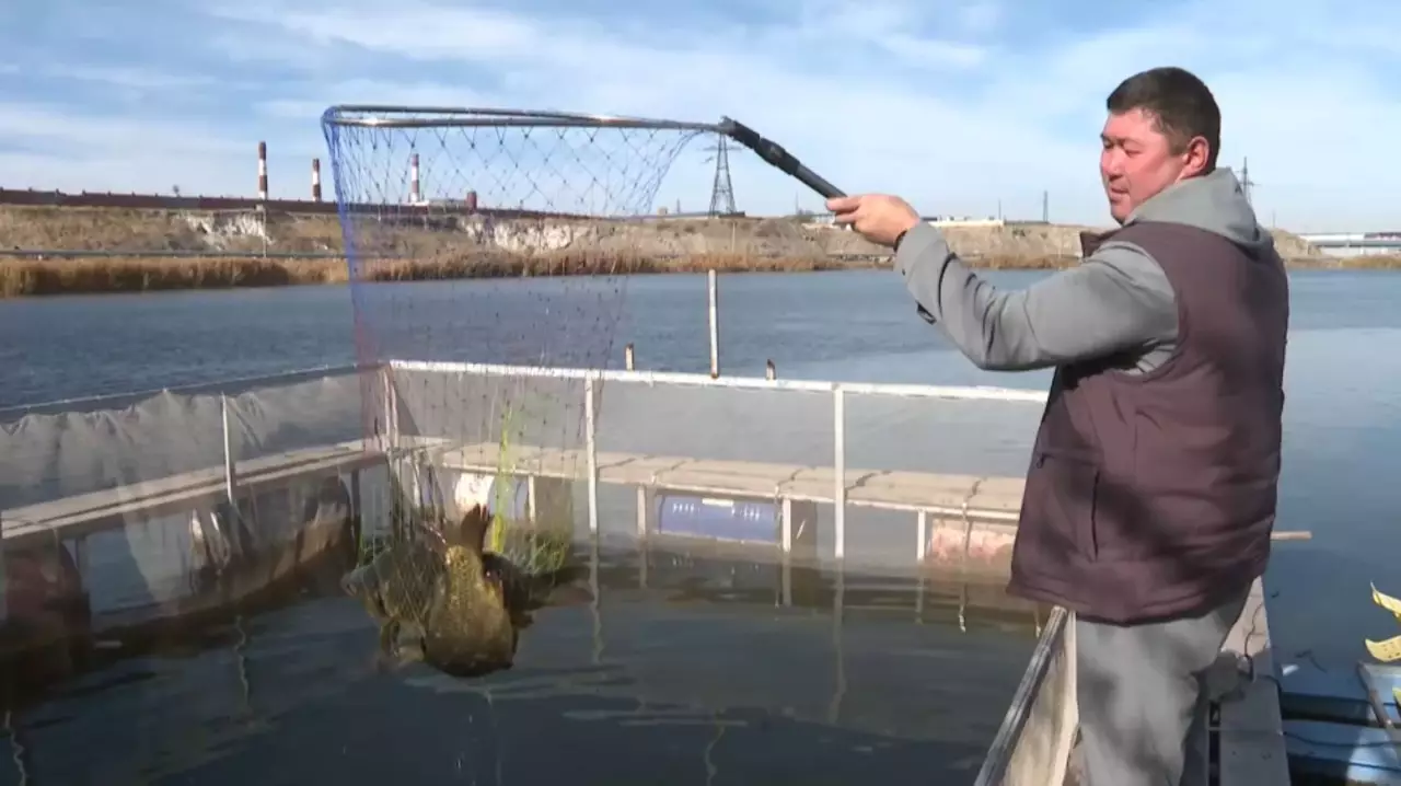 Жамбыл облысында 500 тонна балық өсірілді