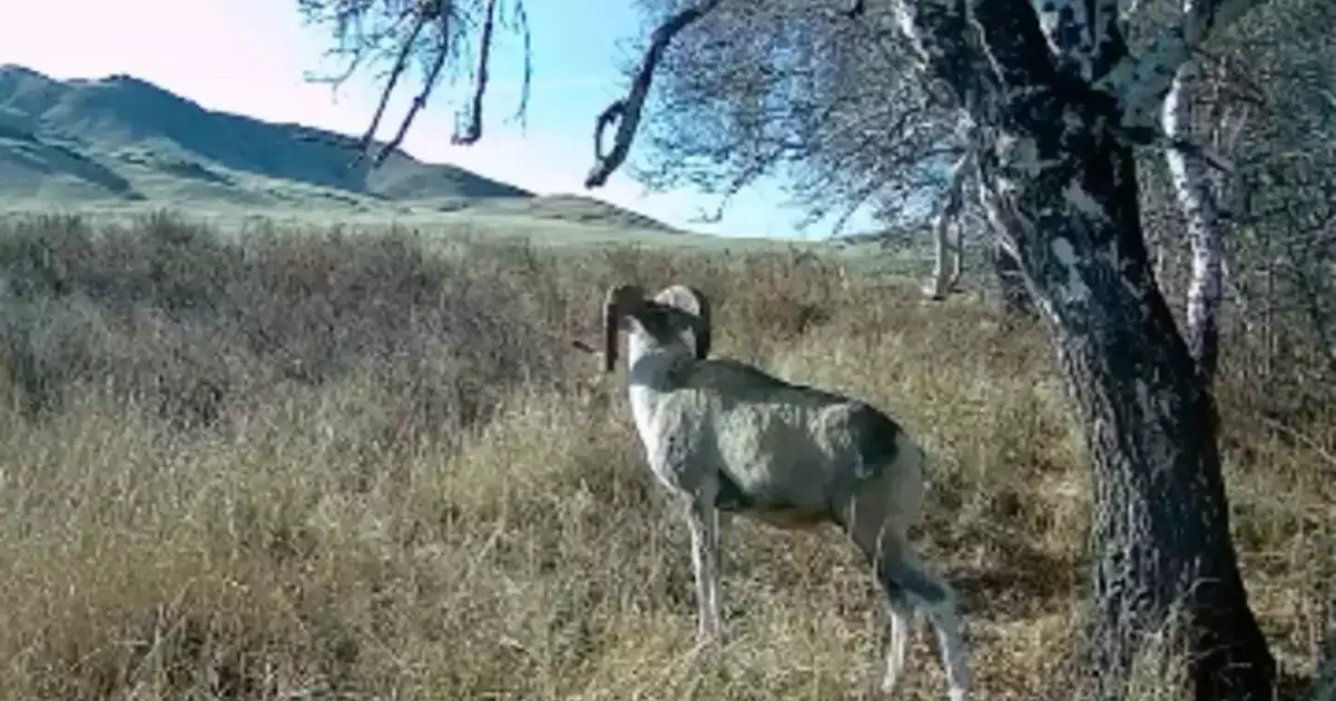  Қазақстан даласында сирек кездесетін арқар фототұзаққа түсіп қалды 