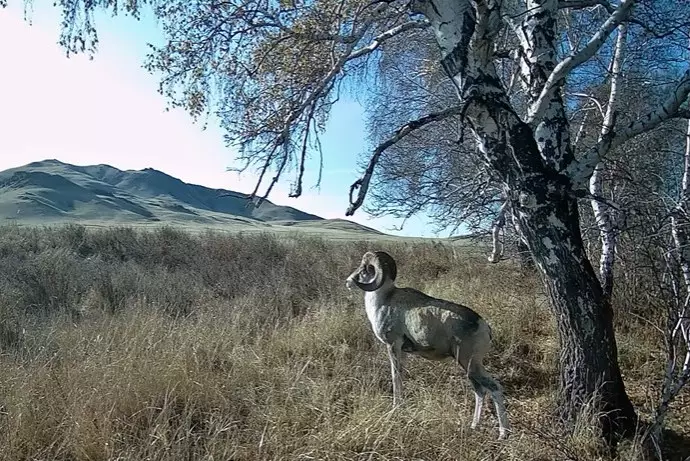Редкий архар попал в объектив фотоловушки в степях Казахстана