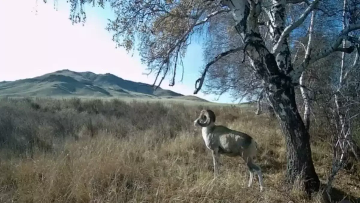 Қызыл кітапқа енген арқар Қарағанды облысында фототұзаққа түсіп қалды