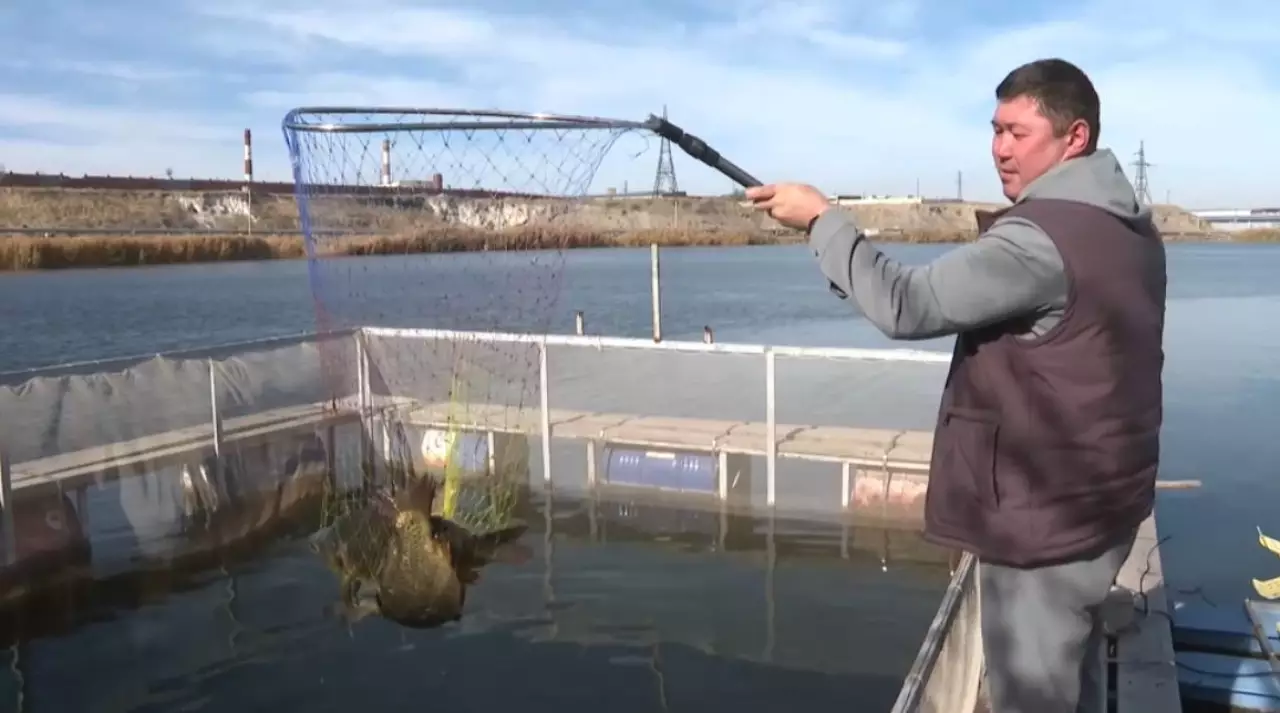 Свыше 1000 тонн рыбы планируют вырастить в Жамбылской области