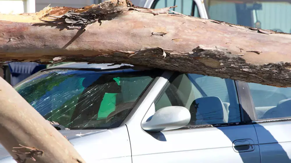 Коммунальщикам придется заплатить за раздавленный деревом автомобиль в Таразе