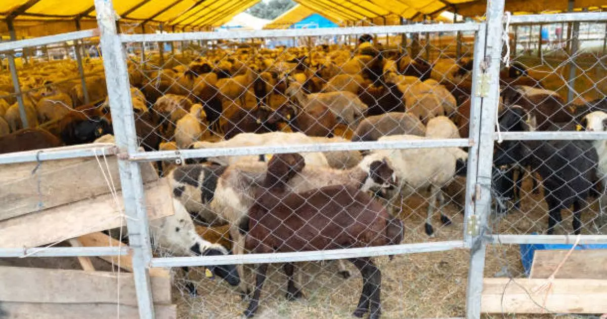  ШҚО-да мал ұрлығымен айналысқан топ ұсталды (ВИДЕО) 