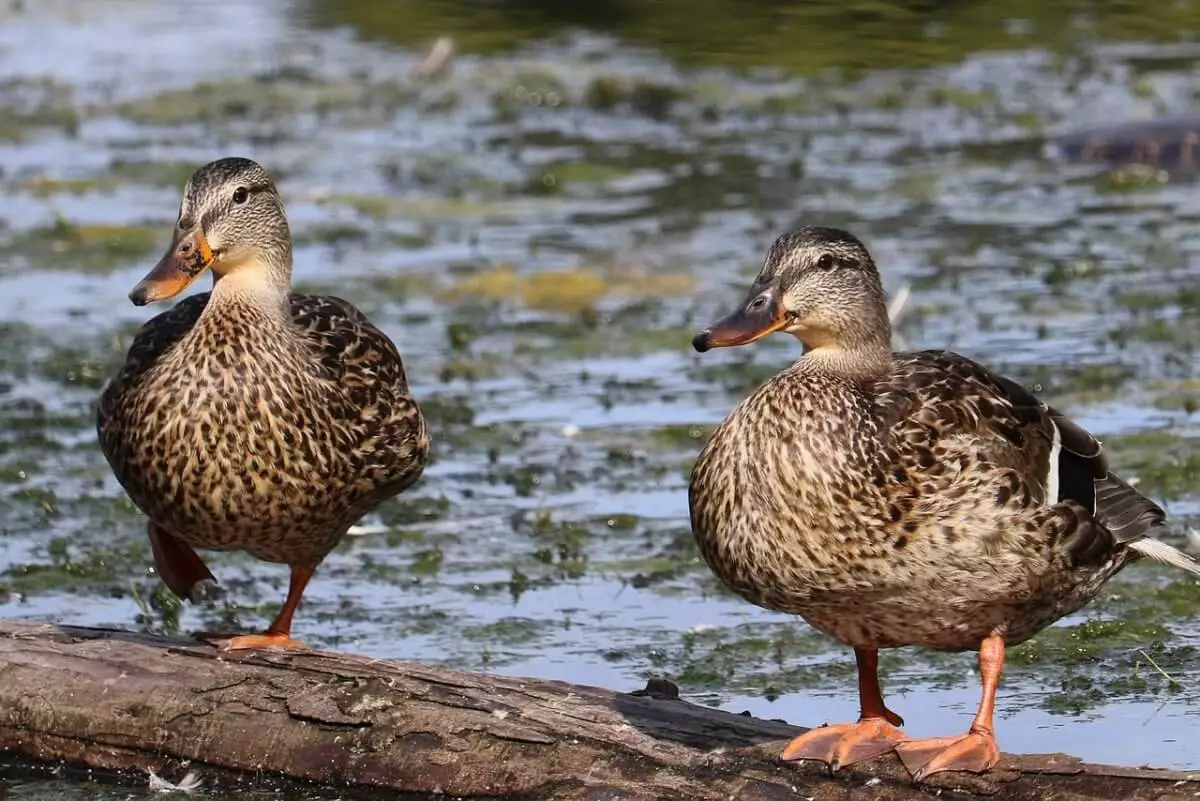 Мужчина потрошил диких уток в президентском парке Астаны