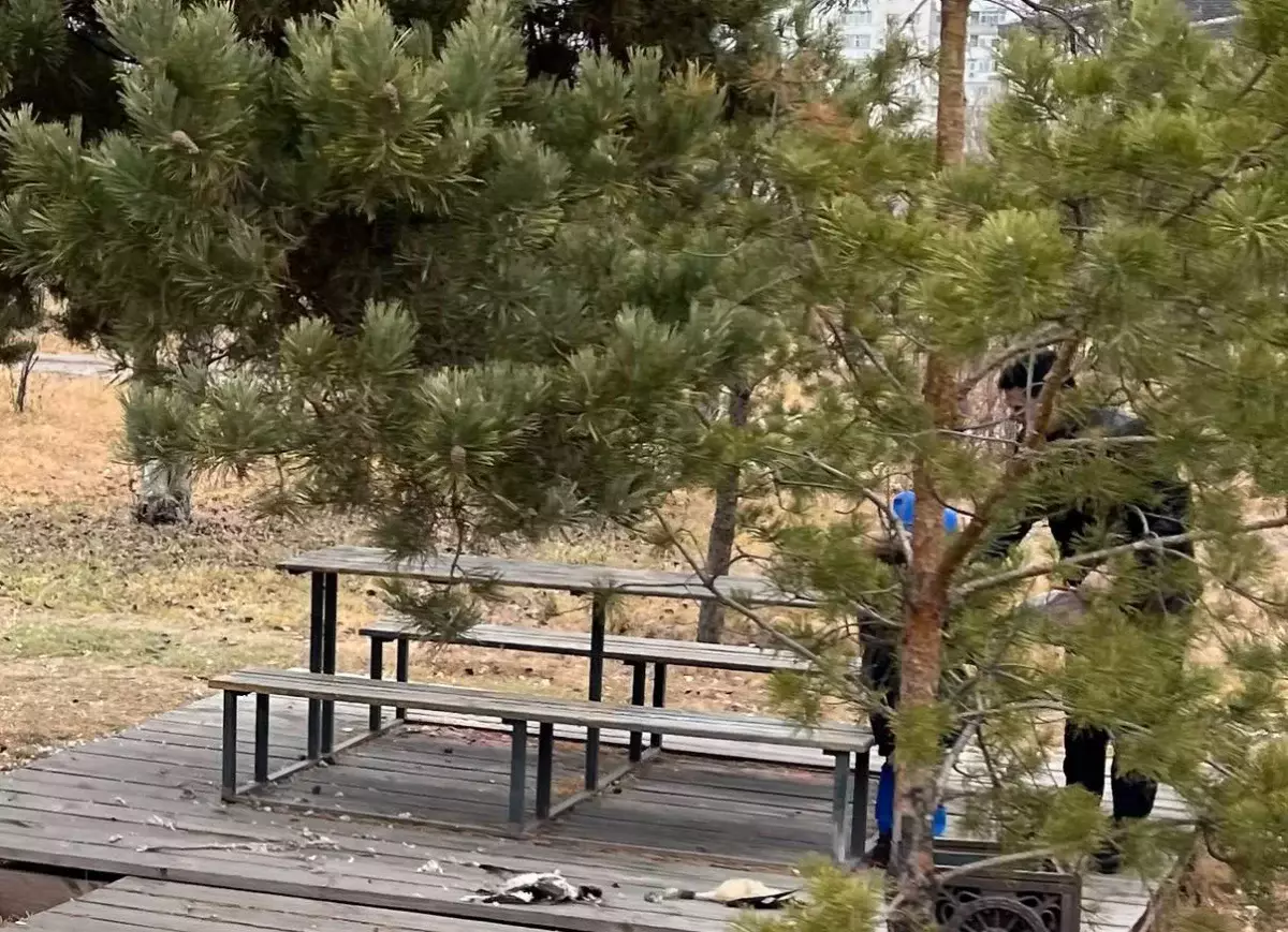 Мужчина разделывал диких уток на детской площадке в Астане