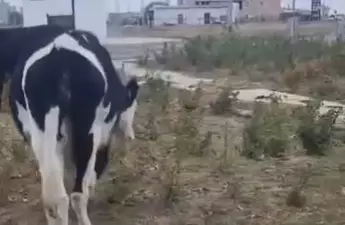 Құлсарыда мал ағаштарды жеп тастады: тұрғындар биліктің әрекетсіздігіне наразы