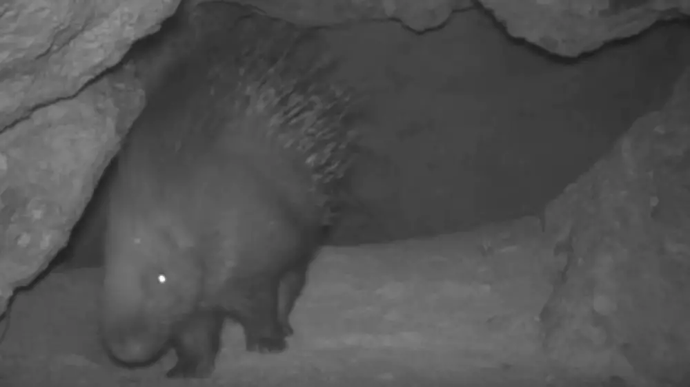 На юге Казахстана заметили редких краснокнижных животных