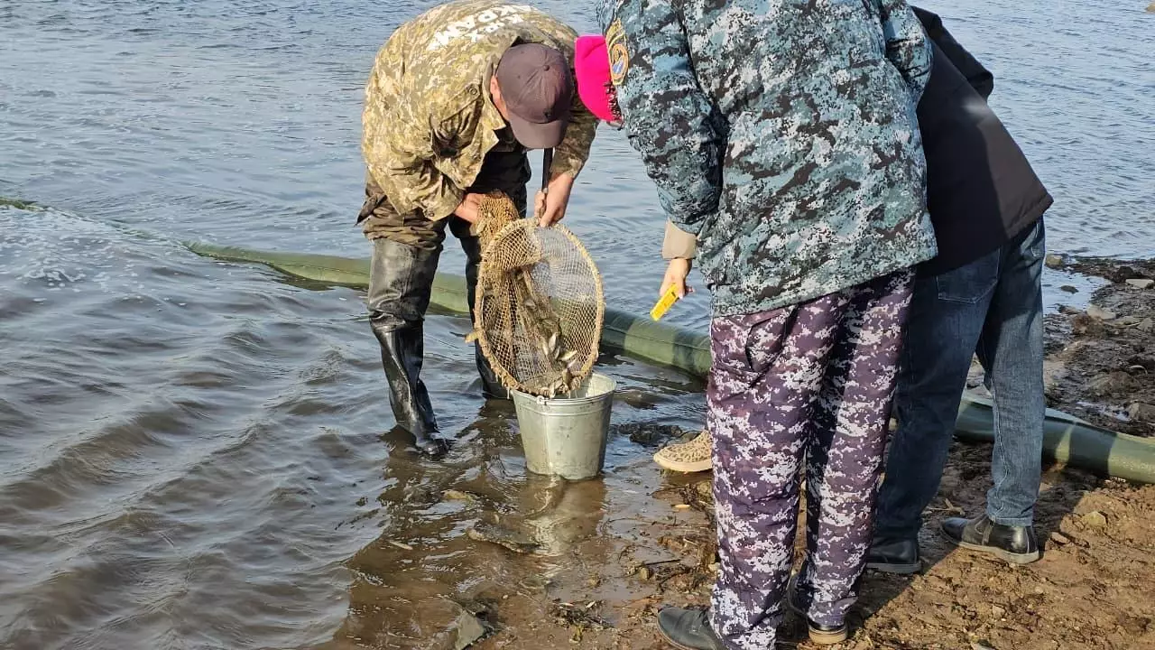 100 тыс. мальков карпа выпущено в реку Селеты в Акмолинской области