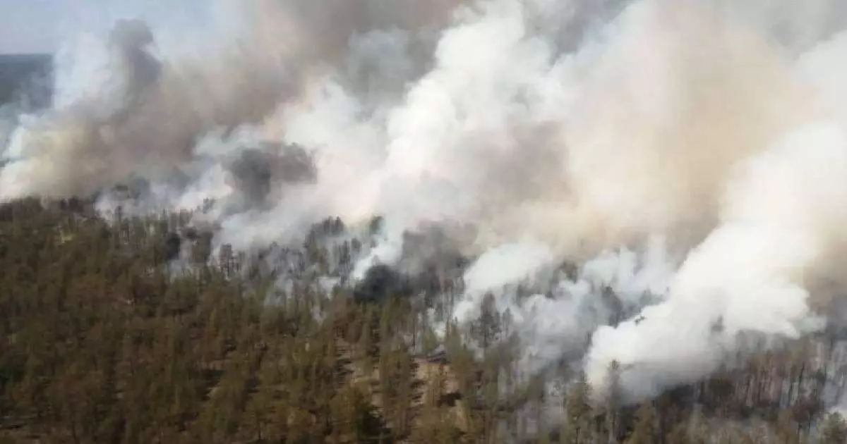  Орман өрті едәуір азайды 