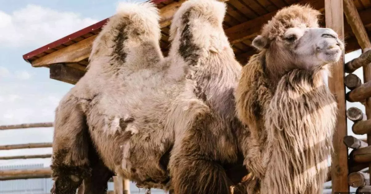  Атырау облысында аулада жүрген баланы түйе таптап кетті 