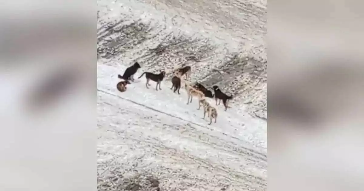  СҚО-да бұралқы иттер малдардың ішін жарып тастаған 