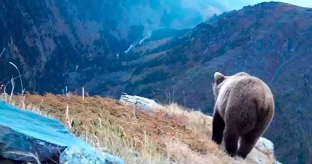  Риддер көшелерінде аю жүр 