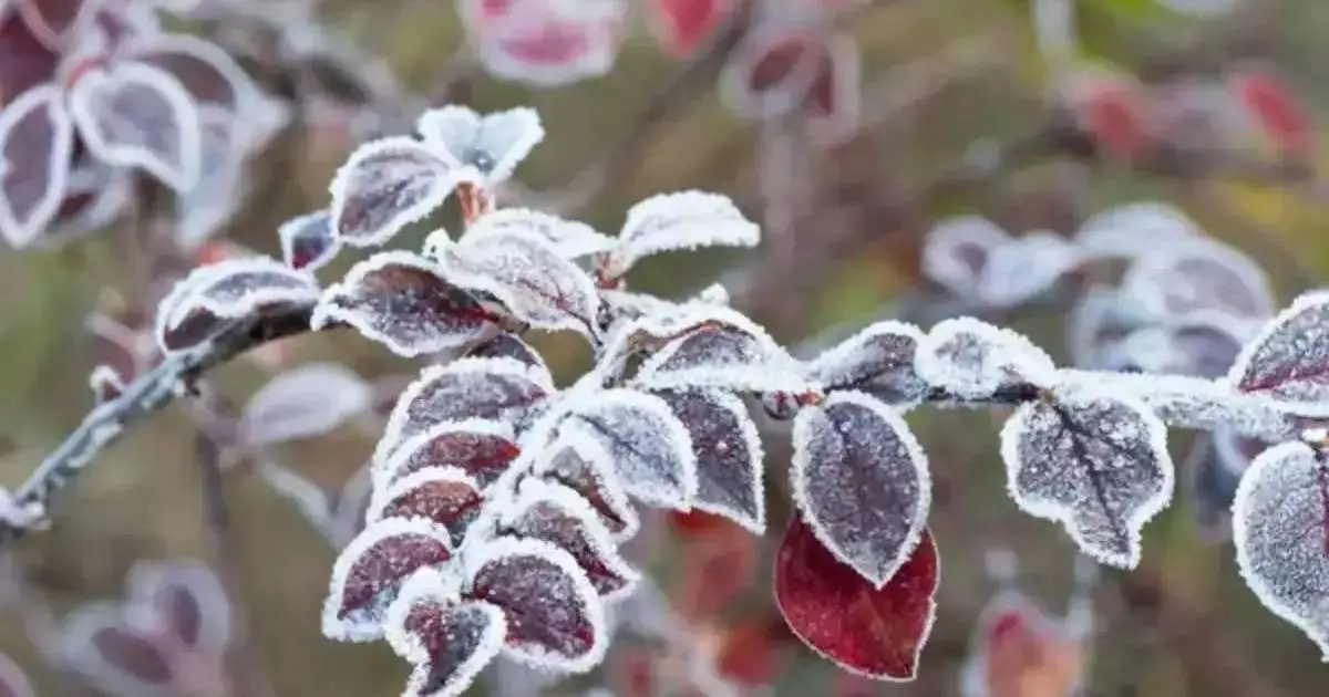  24 қазанда бірнеше өңірде үсік жүреді 
