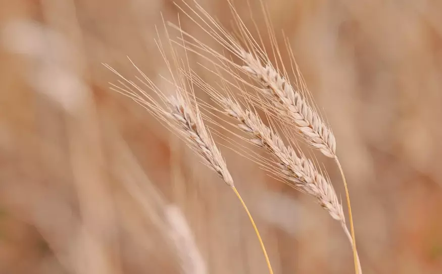 Экспорт зерна из Казахстана вырос до 2 млн тонн за два месяца