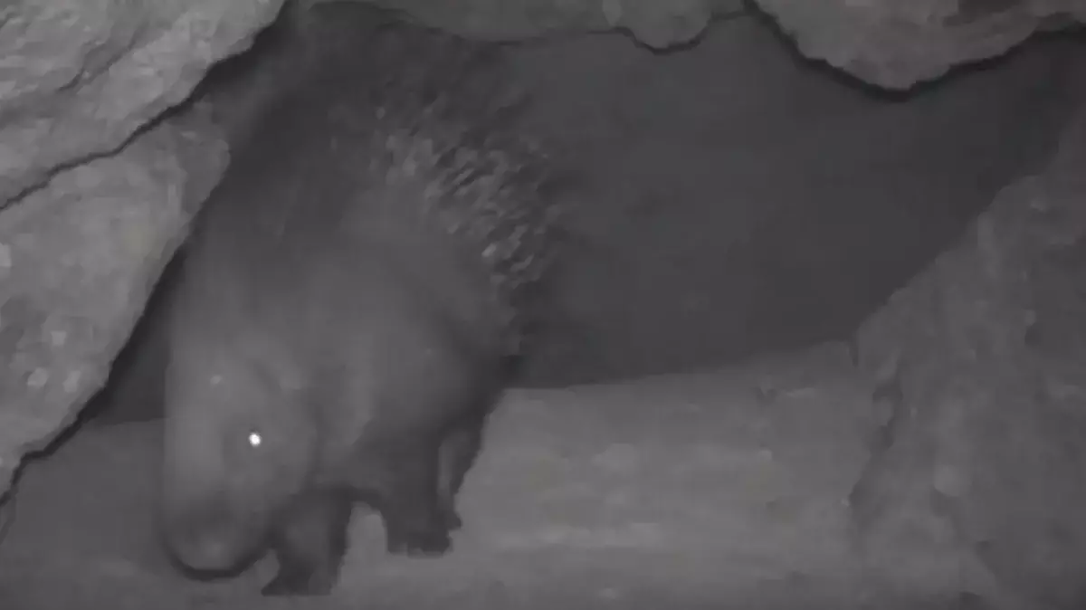 Қазақстанның оңтүстігінде сирек кездесетін аң фототұзаққа түсіп қалды