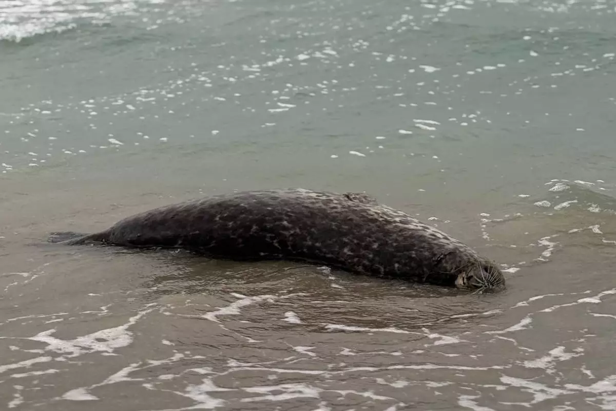 На побережье Каспия вновь обнаружены мертвые тюлени