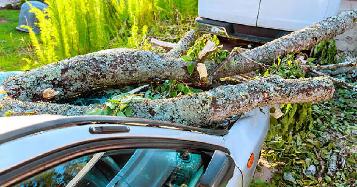  Тараз тұрғыны көлігіне құлаған ағаш үшін 1 млн теңге өтемақы өндіріп алды 