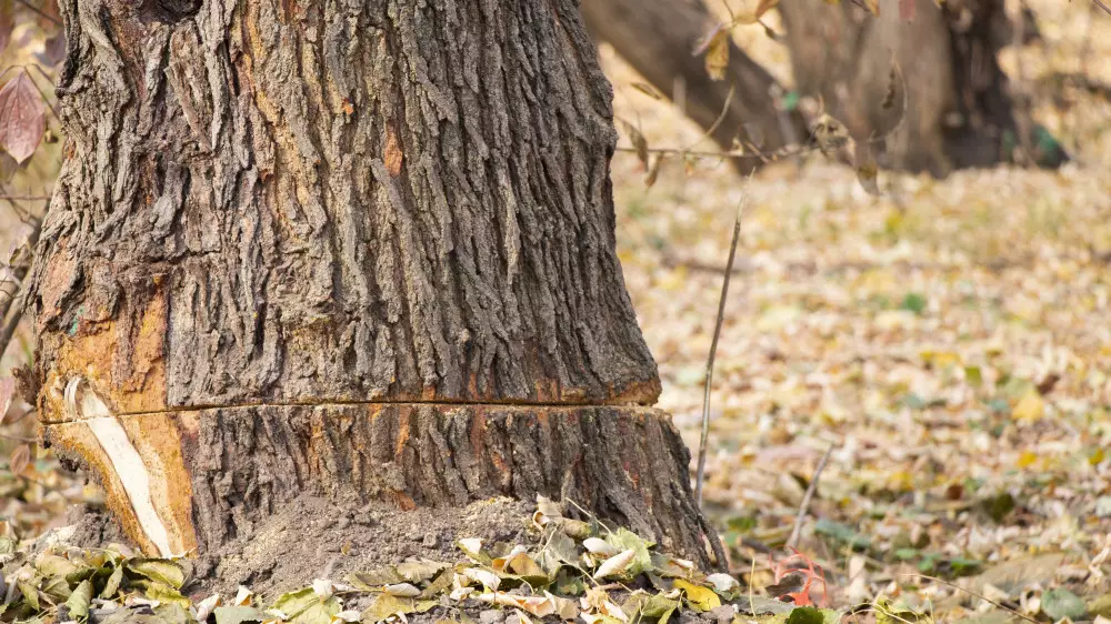 Вырубка деревьев в роще Баума: виновных всё ещё не нашли