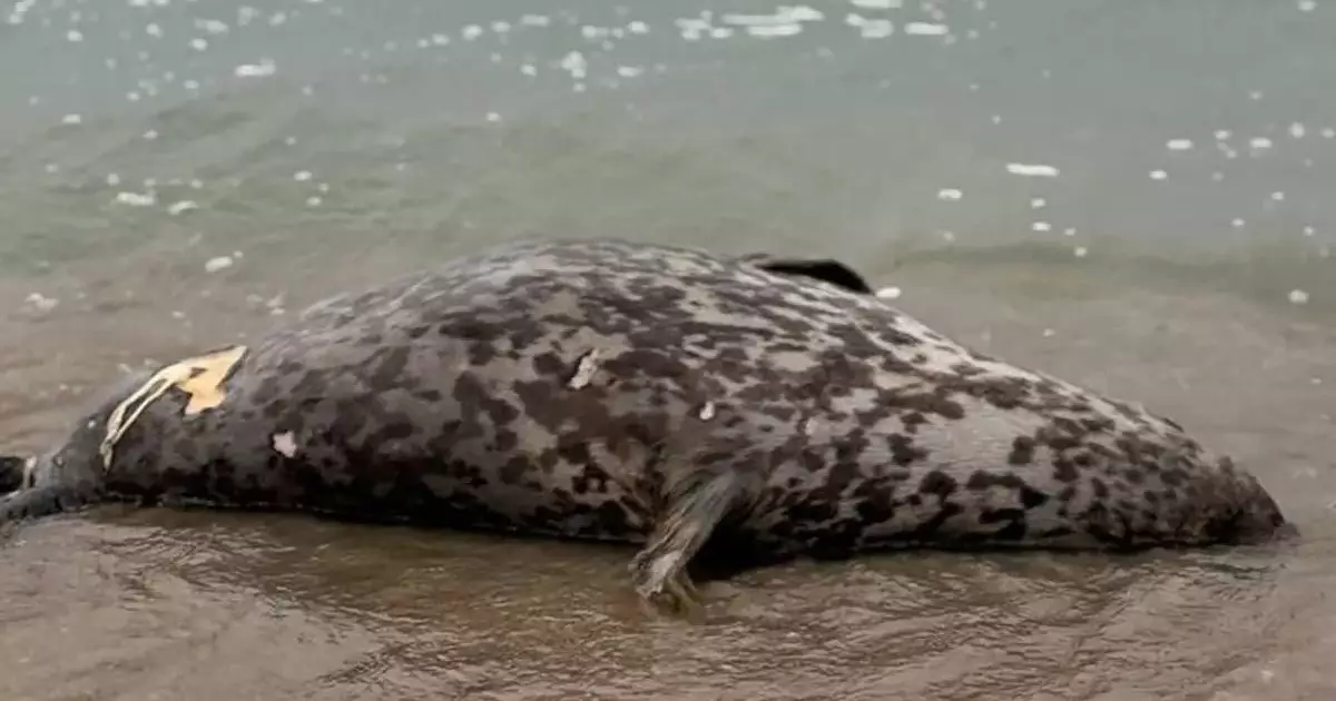  Каспий жағалауынан итбалықтардың өлекселері табылды 