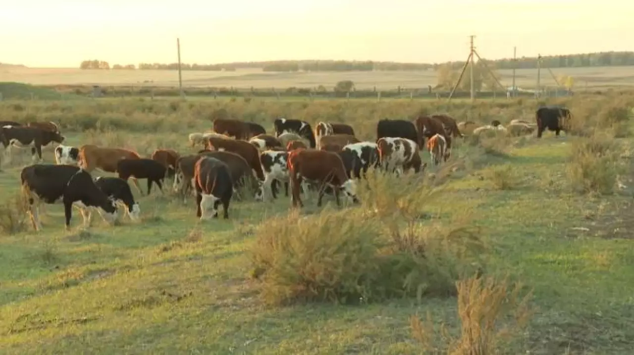Более тысячи гектаров земли вернули в госсобственность в Акмолинской области