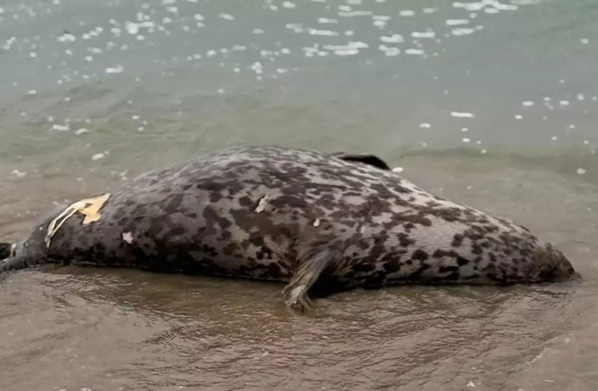 Туши мертвых тюленей обнаружены на берегу Каспия в Мангистау - новости на Lada.kz 03.11.2025