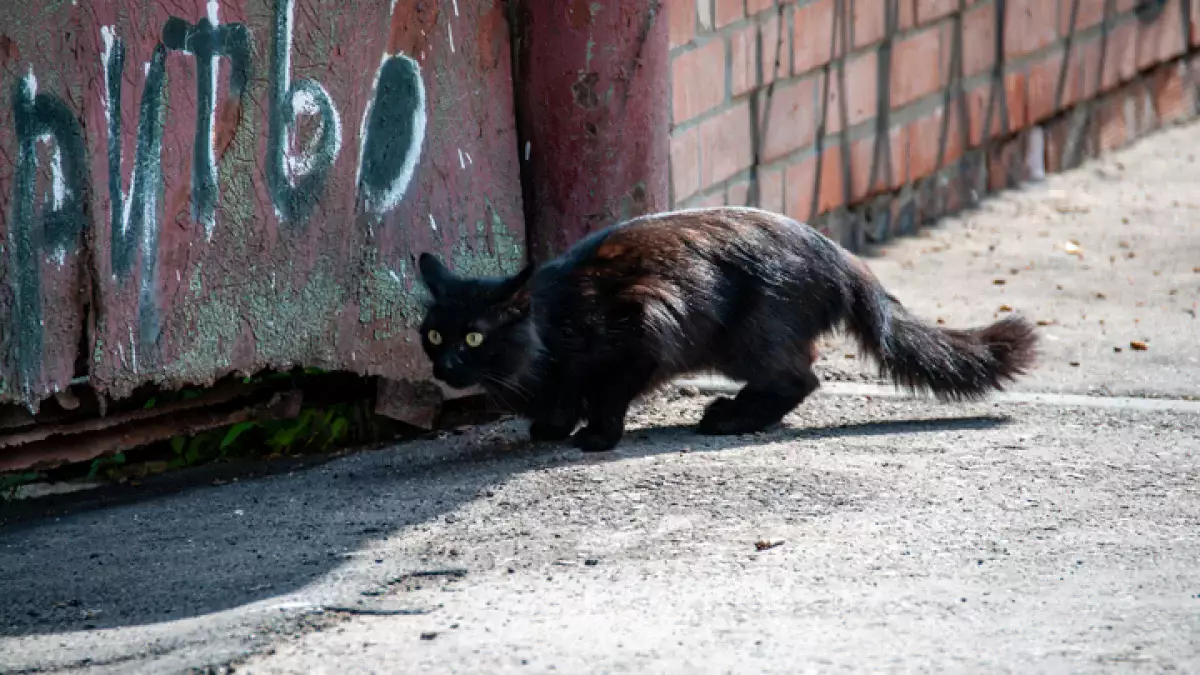 Казахстанец умер после укуса бездомной кошки