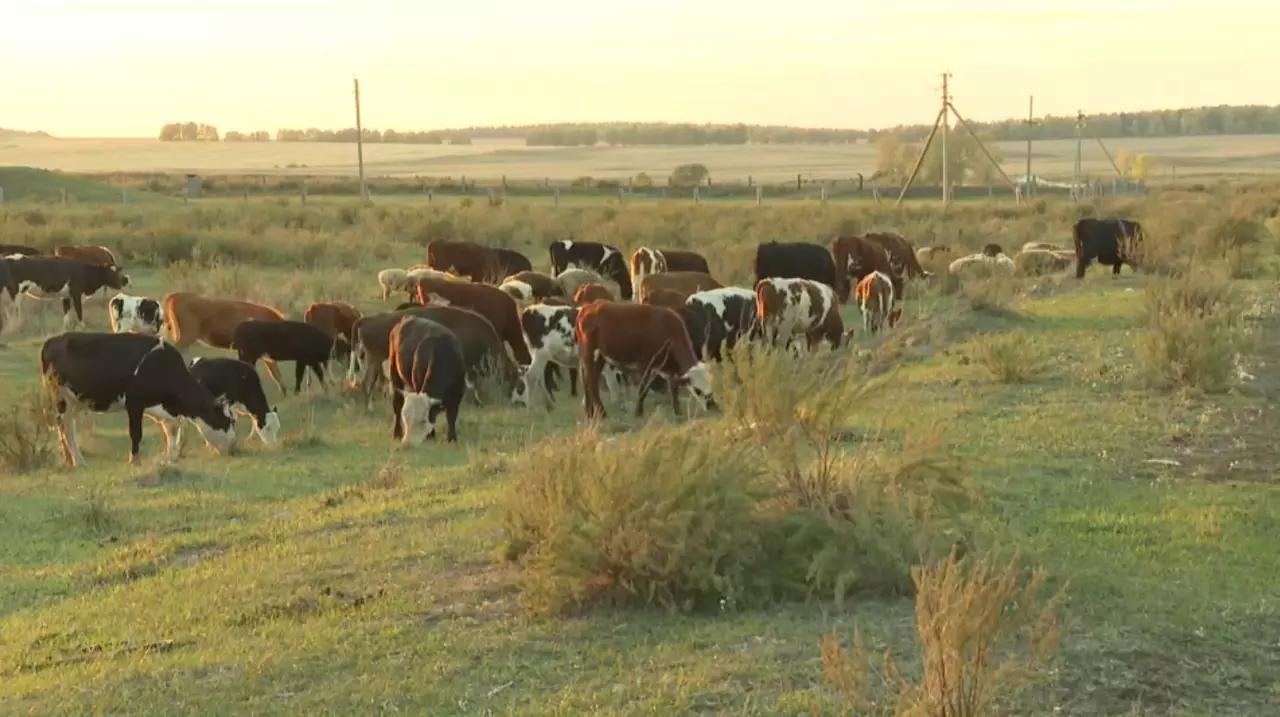 Ақмола облысында игерілмеген жер мемлекетке қайтарылды