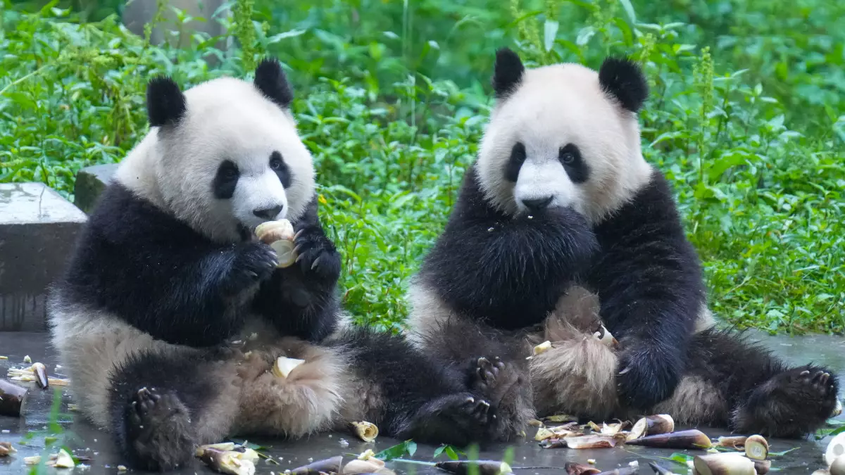 Финляндия Қытайға екі панданы қайтарып берді