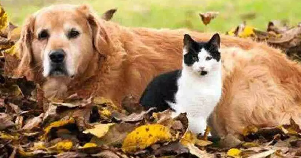  Қаңғыбас мысық тістеген: Маңғыстау тұрғыны құтырудан көз жұмды 