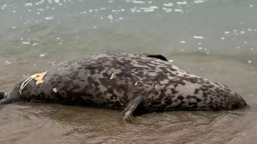 На берегу Каспия в Мангистау обнаружили туши тюленей