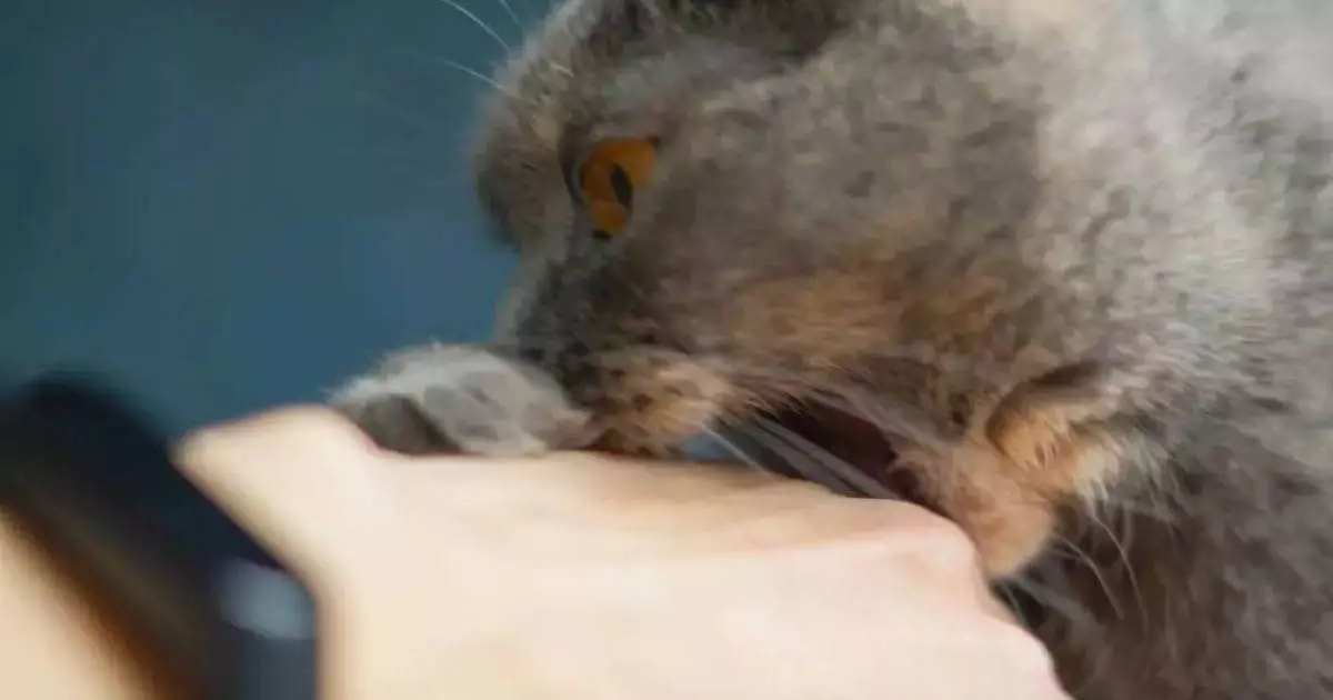  Маңғыстау тұрғыны қаңғыбас мысықтың тістегенінен көз жұмды 