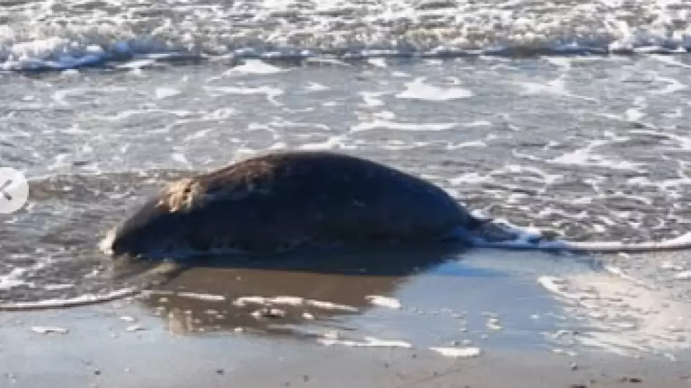 После проверки специалисты обнаружили на побережье Каспия более сотни мертвых тюленей