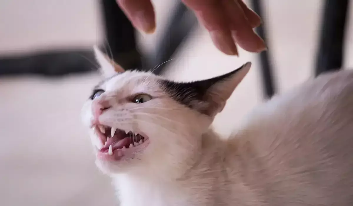 Маңғыстауда мысық тістеп алған ер адам көз жұмды