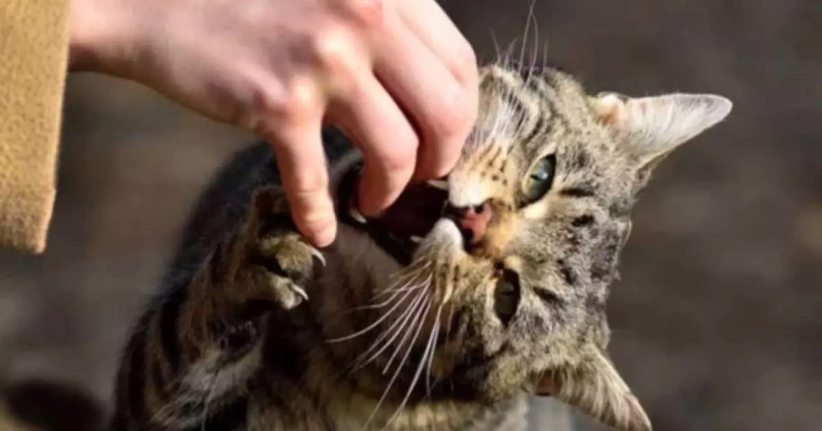  Қаңғыбас мысық тістеп алған маңғыстаулық тұрғын көз жұмды 