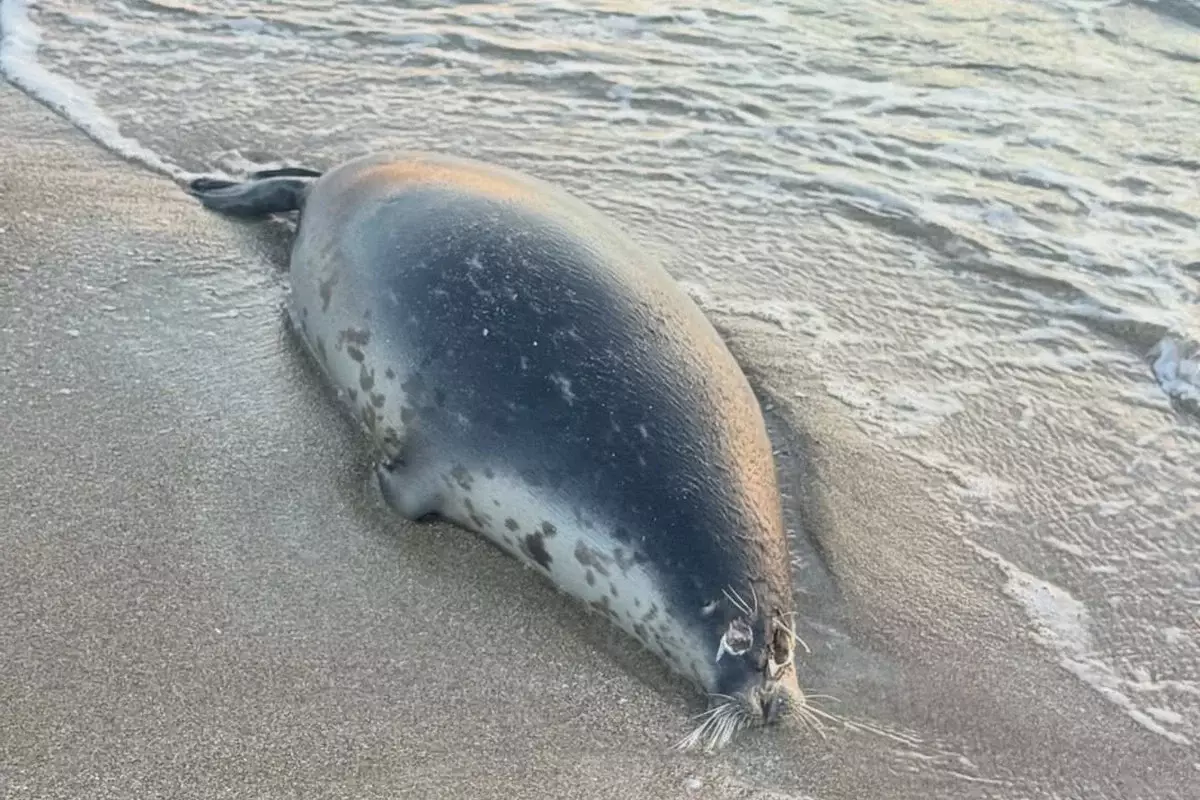 Более 100 мертвых тюленей обнаружили на побережье Каспия в Мангистау