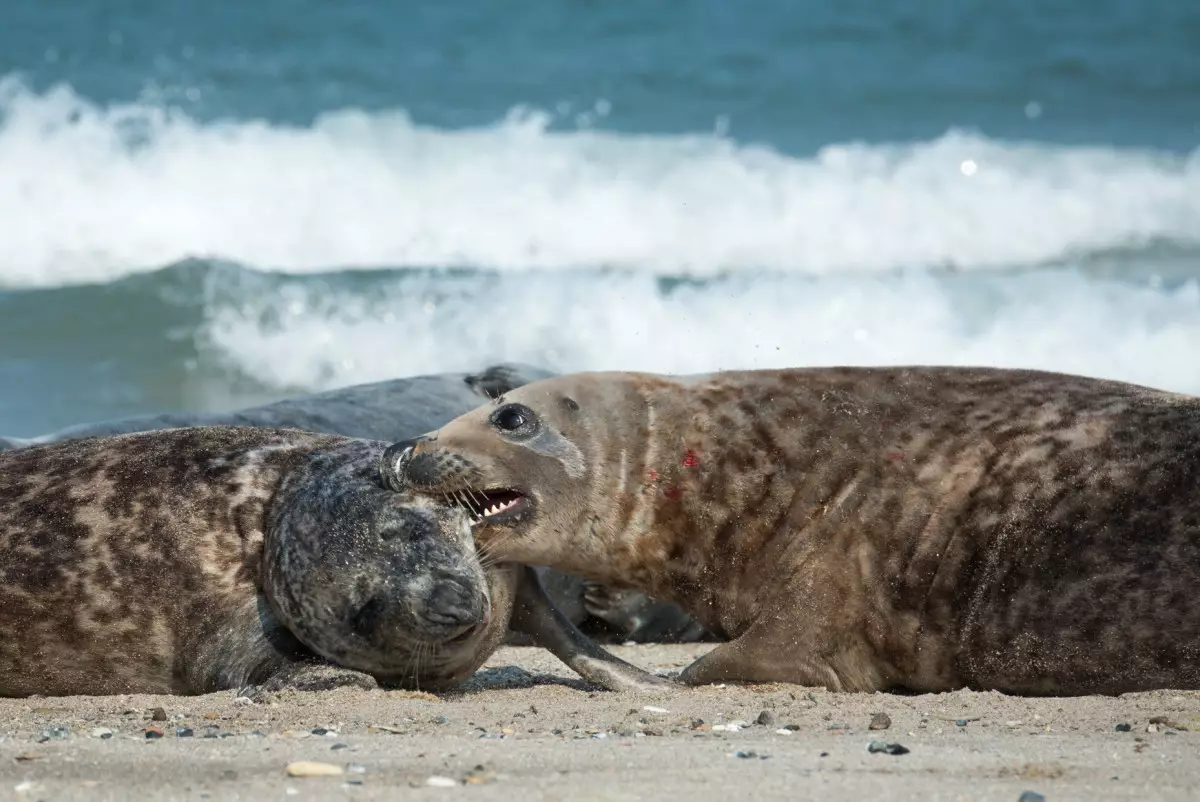 На берегу Каспия в Мангистау нашли мёртвых тюленей