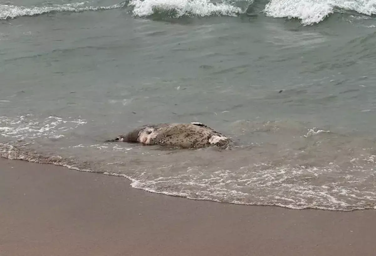 Рыбинспекторы Мангистау обнаружили 112 туш тюленей на берегу Каспия - новости на Lada.kz 03.11.2025