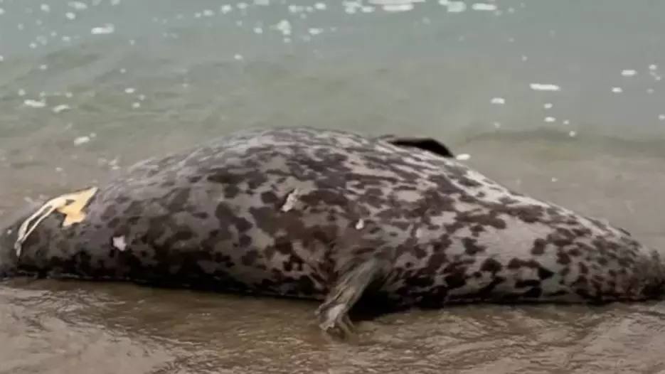 Каспий жағалауынан итбалықтардың өлекселері табылды