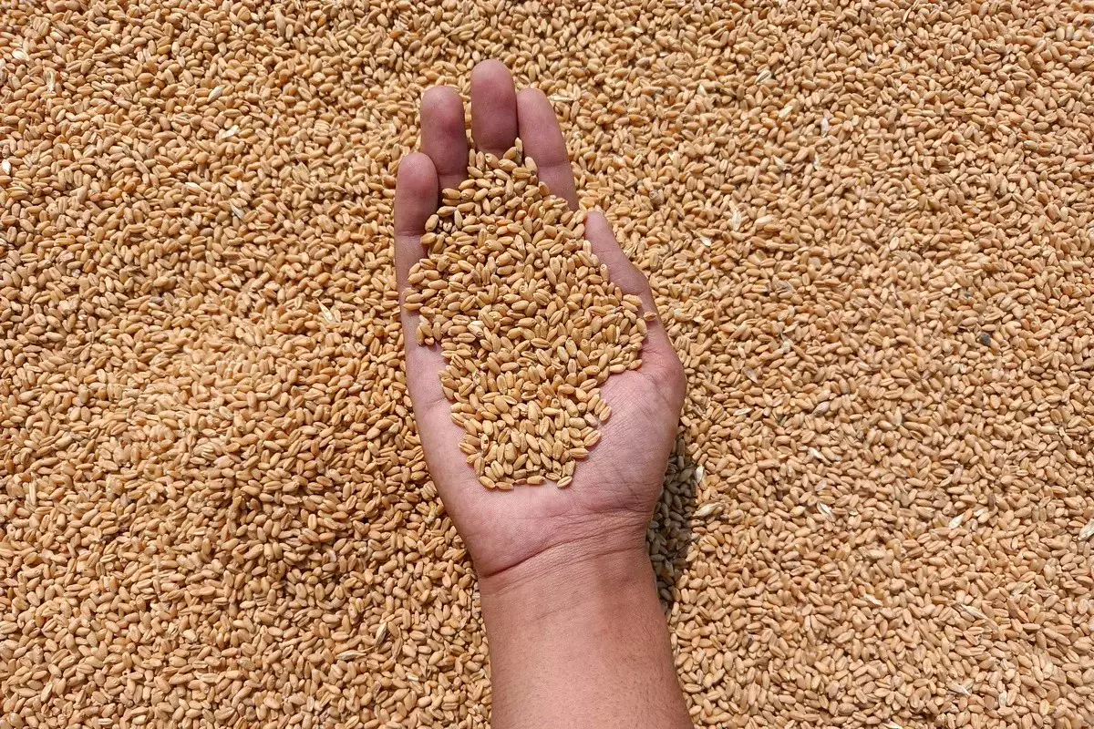 Казахстан за месяц отправил на экспорт 2 млн тонн зерна нового урожая