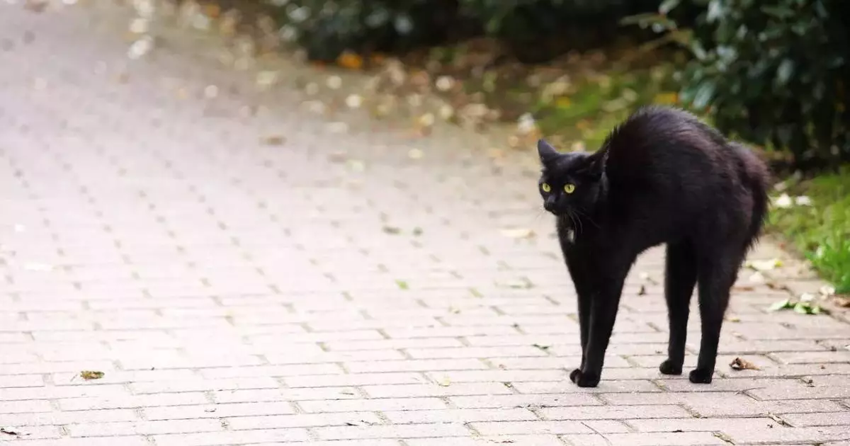  Маңғыстауда қаңғыбас мысық тістеген әйел көз жұмды 