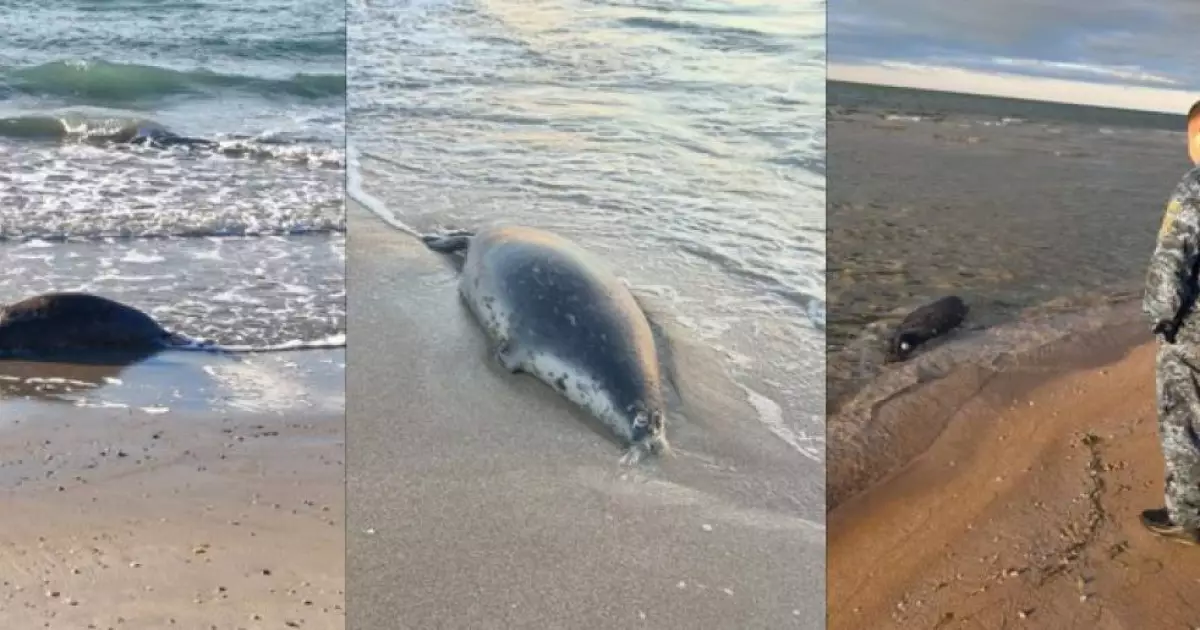  Каспий жағалауынан жүздеген өлі итбалық табылды 