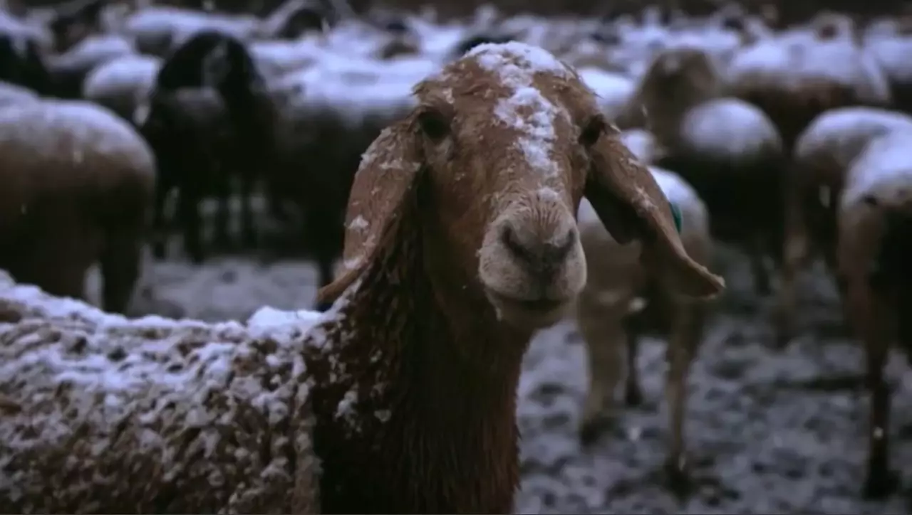 Жылан жылы қыс қандай болады?