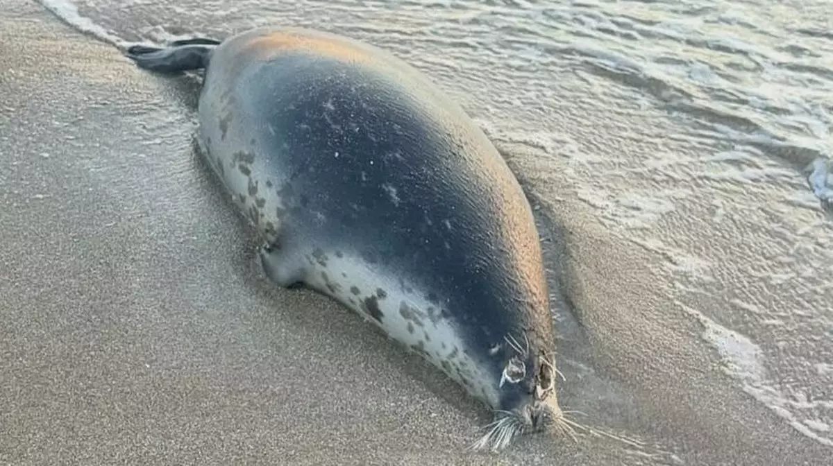 На побережье Мангистау нашли 112 мёртвых каспийских тюленей