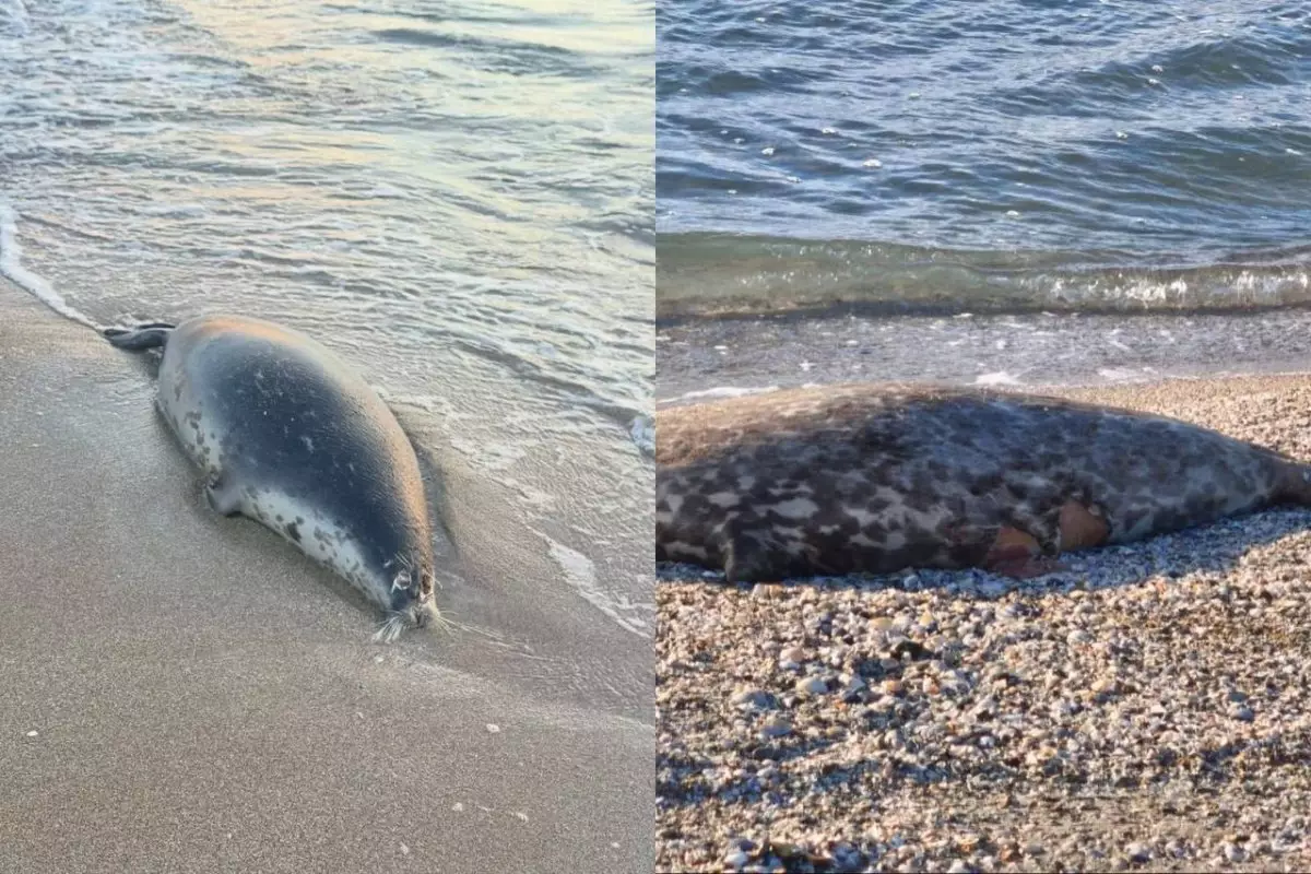 Маңғыстау облысында Каспий жағалауынан жүзден астам өлі итбалық табылды